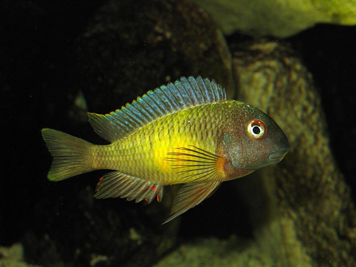 TROPHEUS MOORII